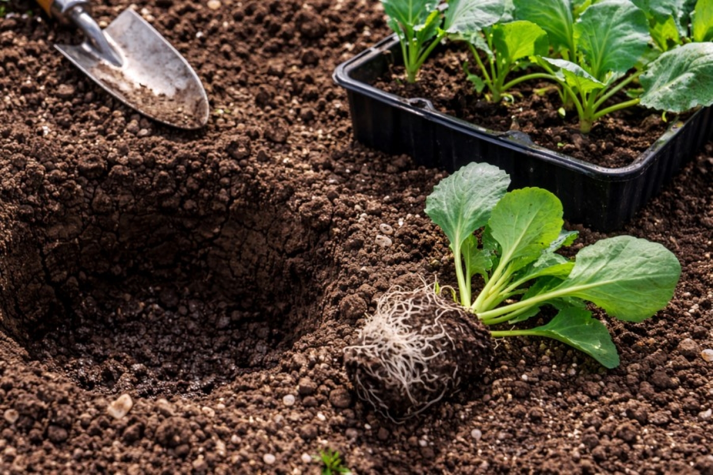 Ни одной гусеницы на капусте: просто добавьте 1 горсть в лунку при посадке — и вредители сбегают навсегда