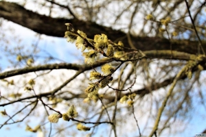 Погода 29 января: кратковременные дожди и до 12 °С