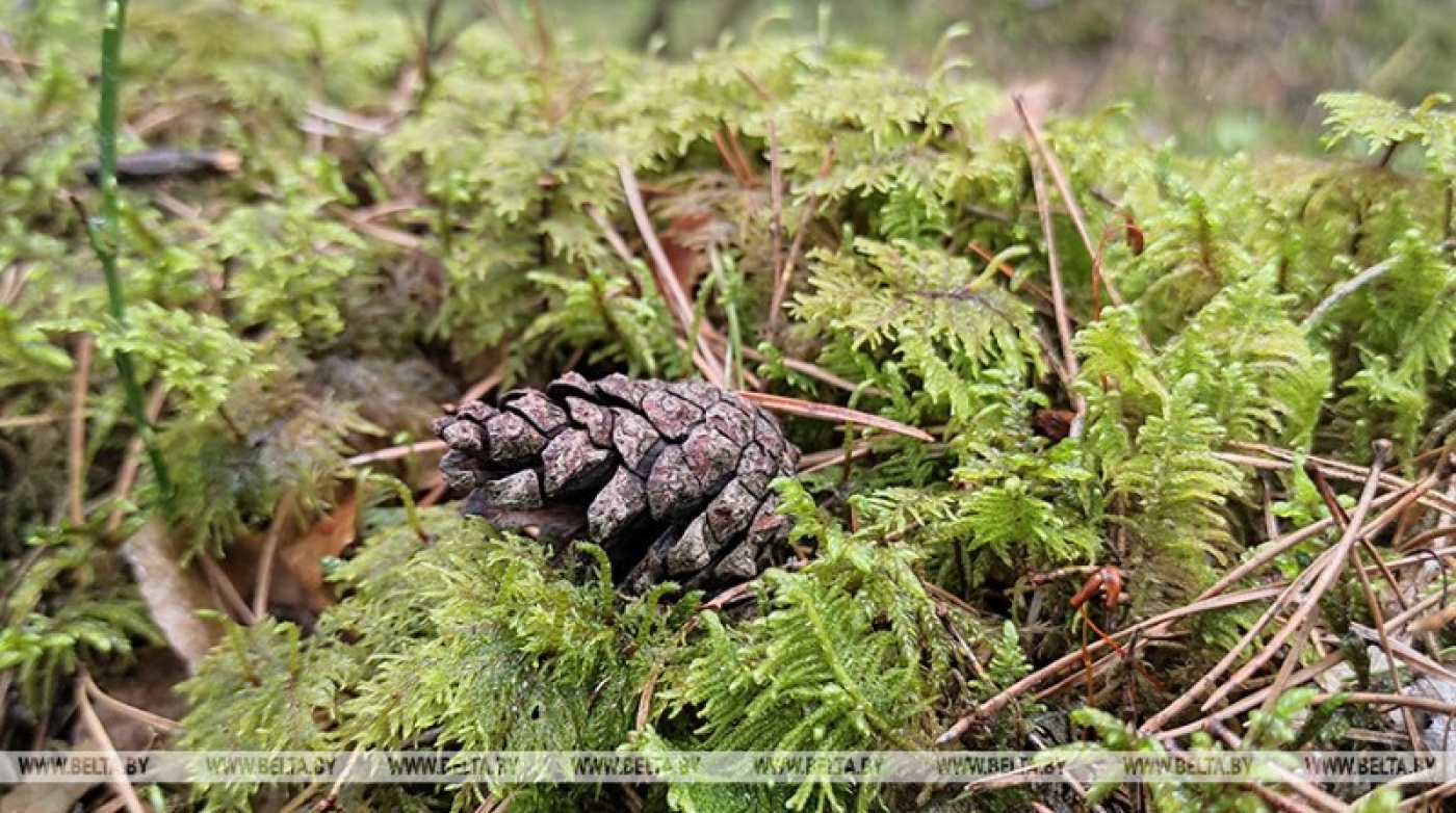 Тепло не по сезону. Чем погода порадует белорусов 11-15 сентября