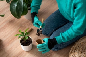 Три простых правила пересадки комнатных растений
