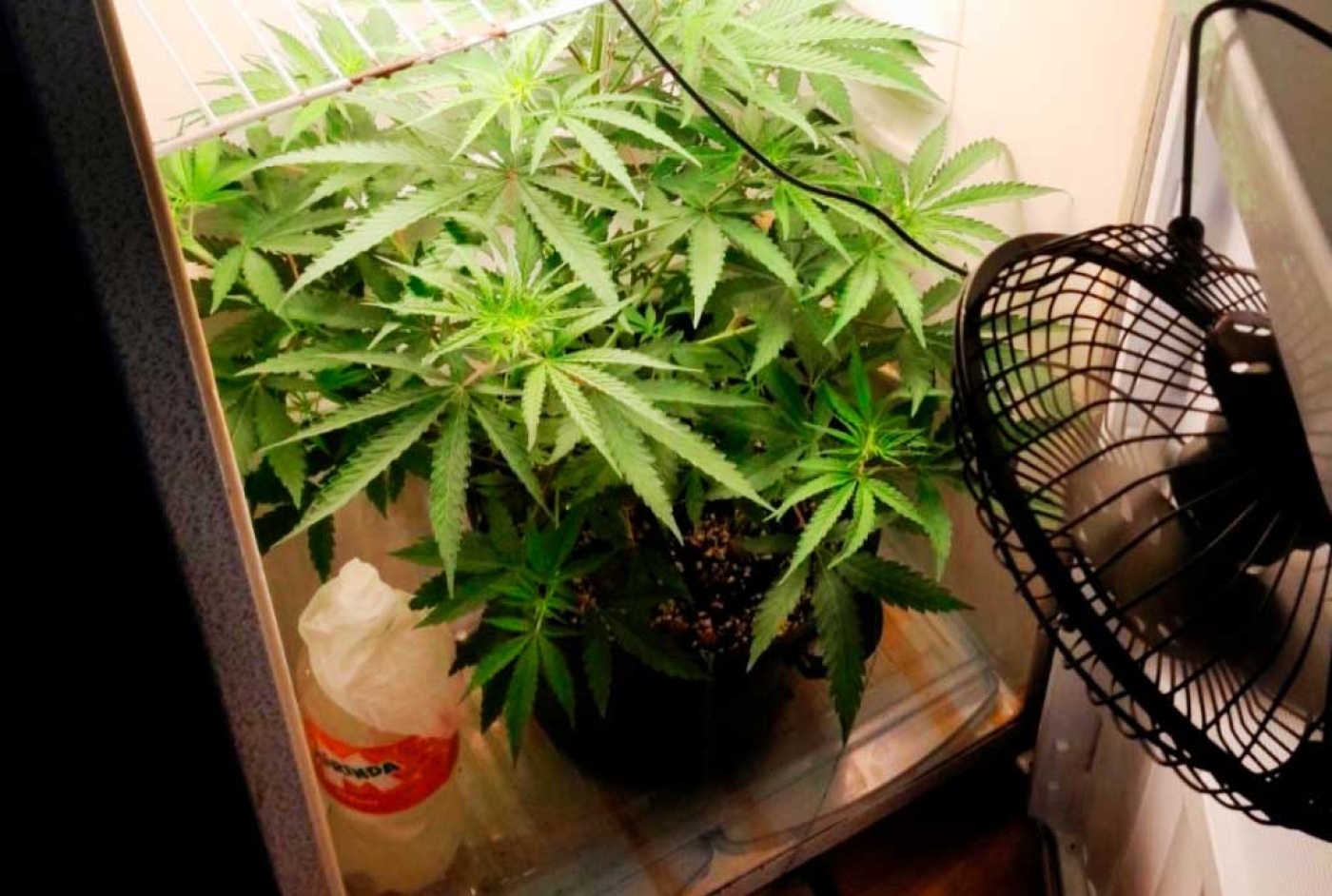 Пинчанин выращивал коноплю в холодильнике