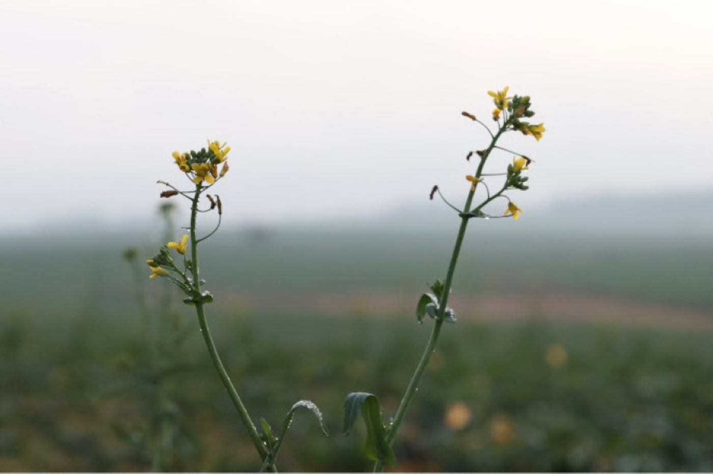 Как на озимые культуры повлияла декабрьская погода, рассказали в Белгидромете
