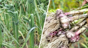 Зачем завязывать листья чеснока в узел? Вот когда и как это делать правильно