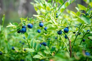 Огурцы, голубика, лисички. Что и по каким ценам закупает Белкоопсоюз у населения