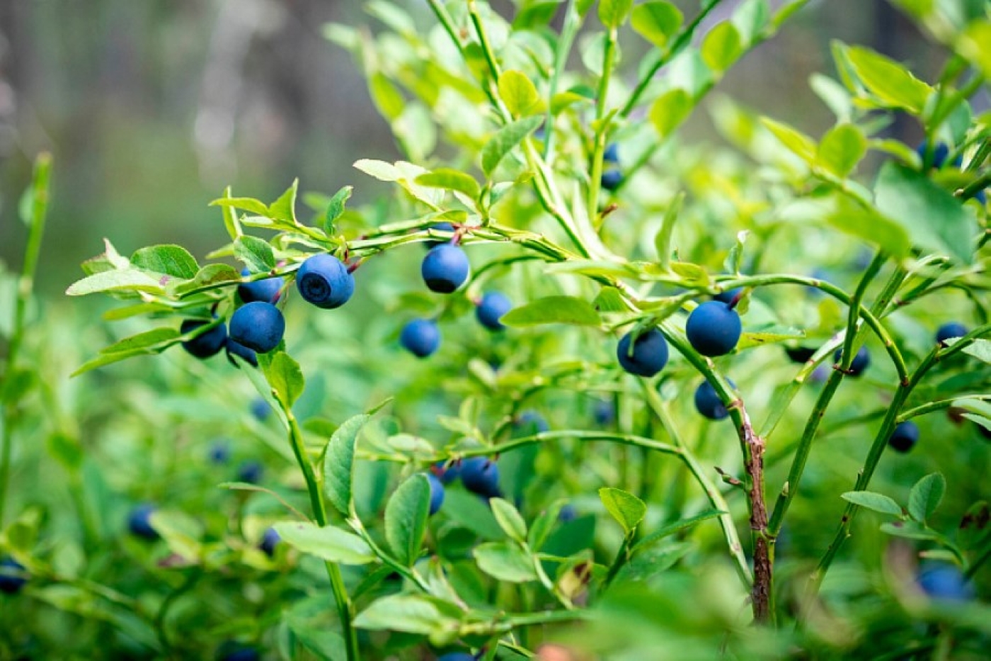 Огурцы, голубика, лисички. Что и по каким ценам закупает Белкоопсоюз у населения
