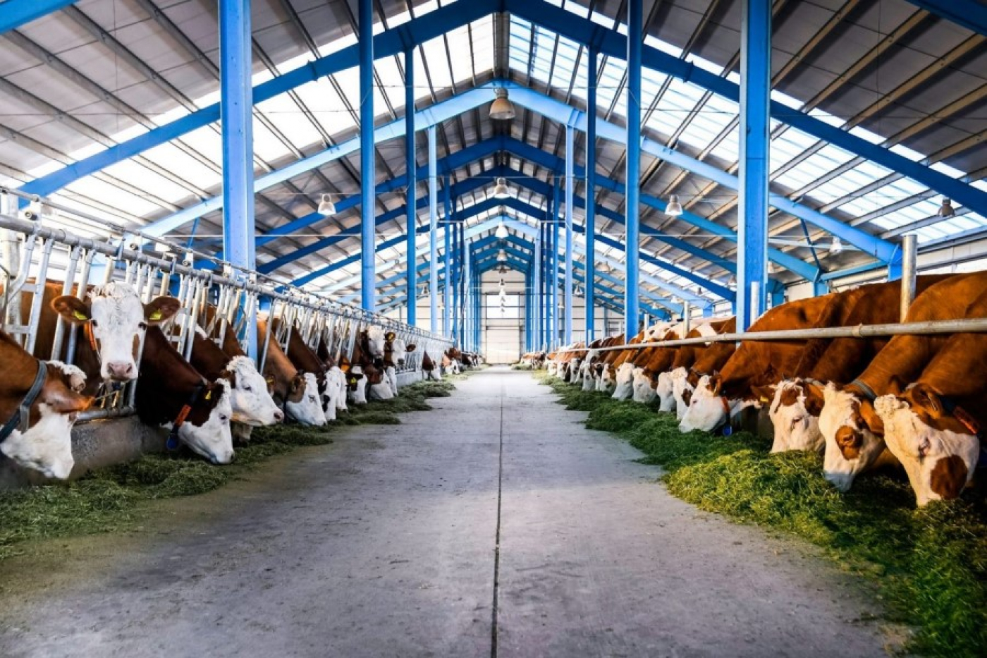 За 5 лет в Минской области планируется построить 100 ферм