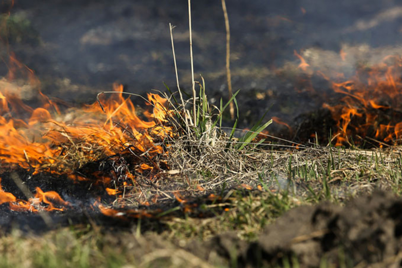 Вінавата сухая расліннасць