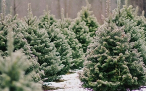 Обман на ажиотаже