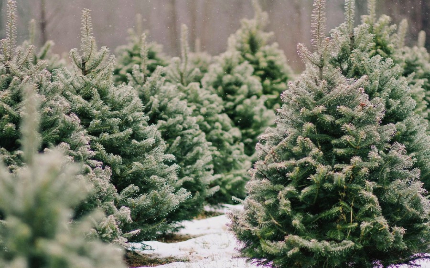 Обман на ажиотаже