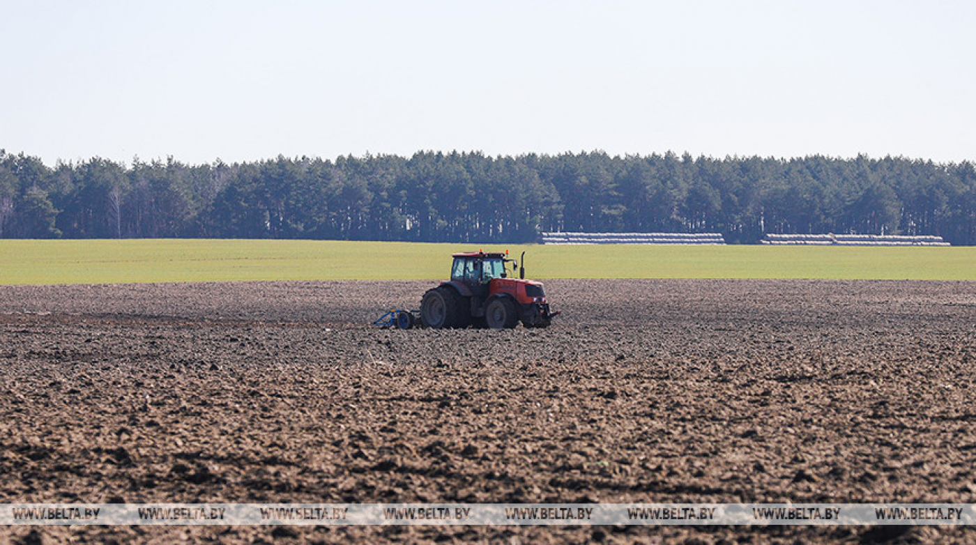 Массовый сев ранних яровых зерновых и зернобобовых культур начался в Беларуси