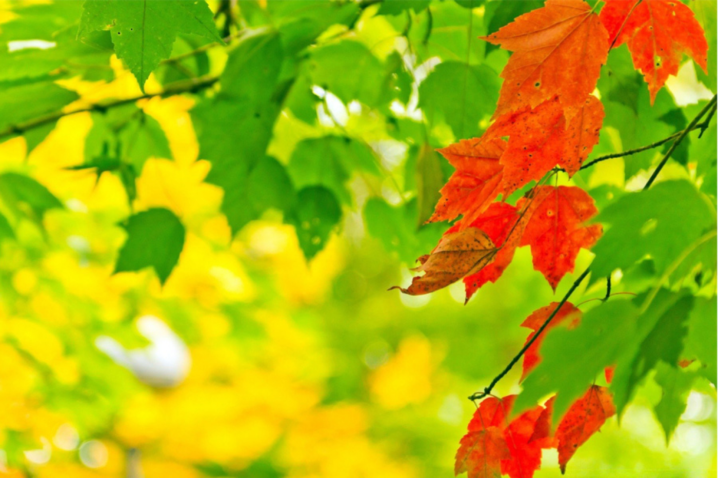 Загрустила осень