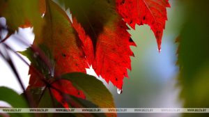 Оранжевый уровень опасности объявлен в Беларуси из-за сильных дождей