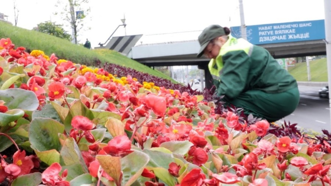 Полмиллиона кустарников и 30 млн цветов. Насколько зеленее станет Беларусь в Год благоустройства