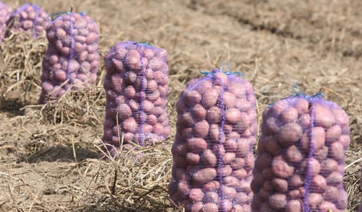 В Беларуси накопано более 500 тыс. тонн картофеля