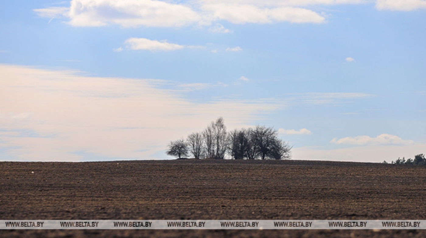 Минсельхозпрод: зимовка озимых культур на зерно проходила спокойно
