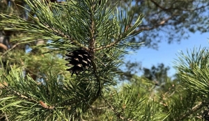 Запреты на посещение лесов введены в 59 районах Беларуси