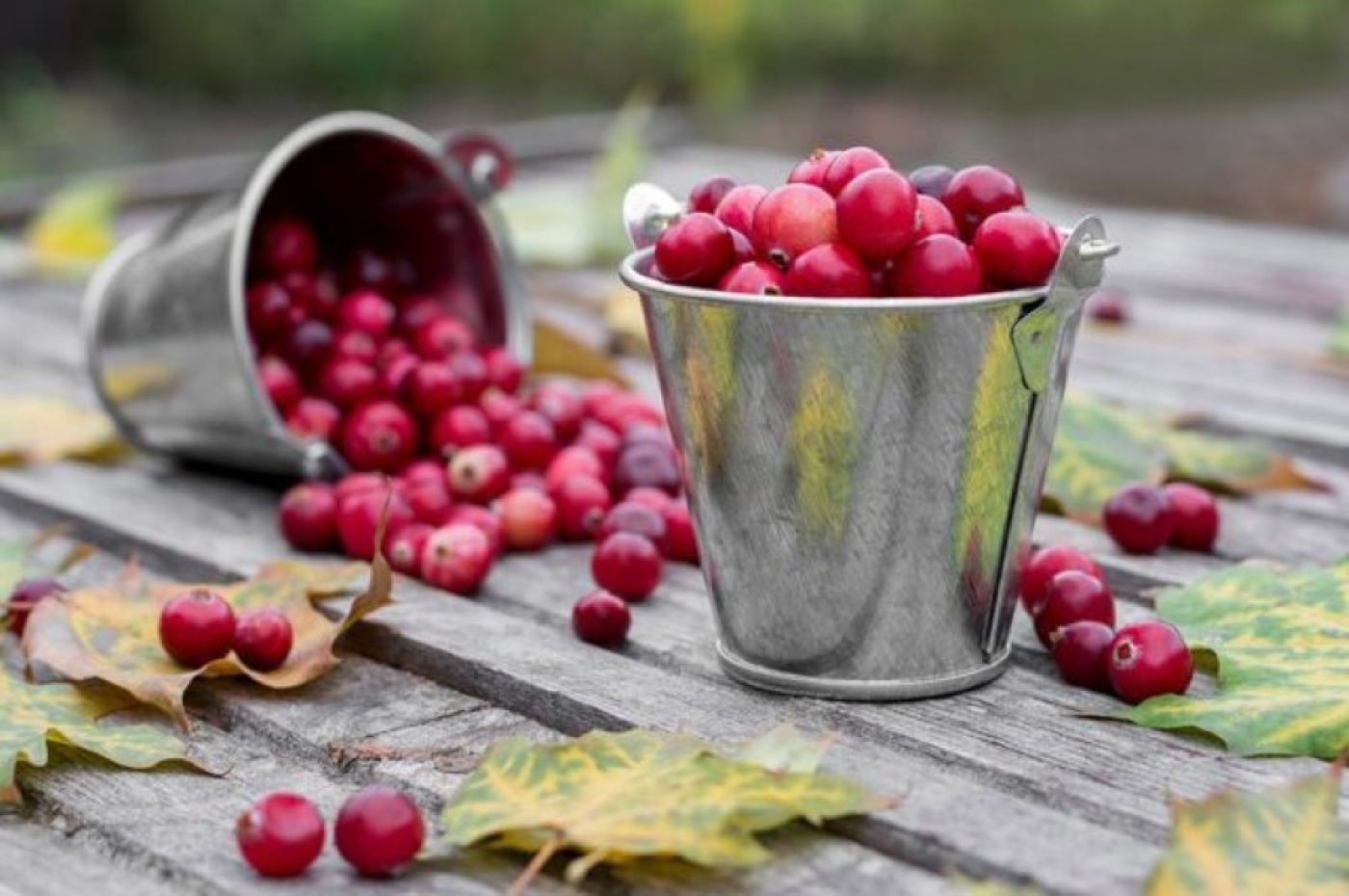 Сезон брусники и клюквы: когда и где можно будет собирать ягоду без опасности нарваться на штраф?