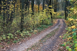 Сколько лесохозяйственных дорог появилось в Беларуси за прошлый год, рассказали в Минлесхозе