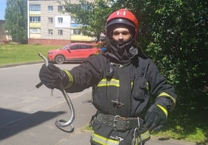 Шершни, змеи, летучие мыши беспокоят людей…