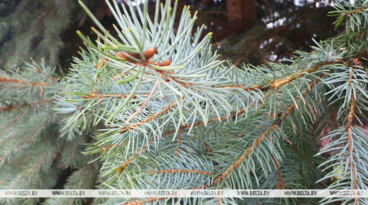 Ограничения на посещение лесов введены в 40 районах Беларуси включая Березинский