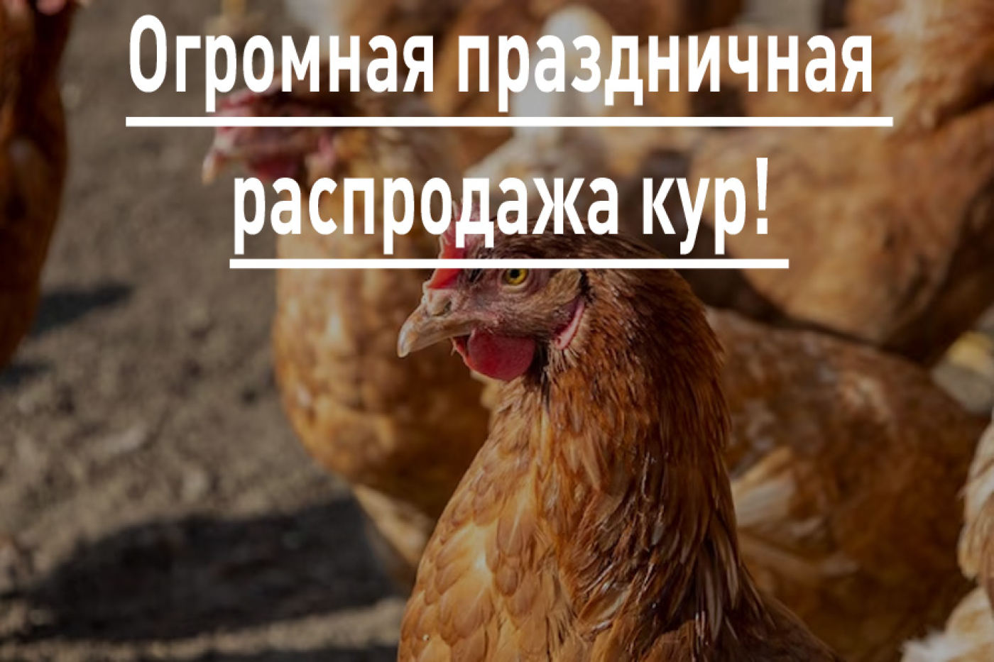 Огромная праздничная распродажа кур!