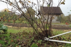 Посадка культур, обрезка, укрытие: какие работы еще стоит выполнить в саду и огороде до зимы