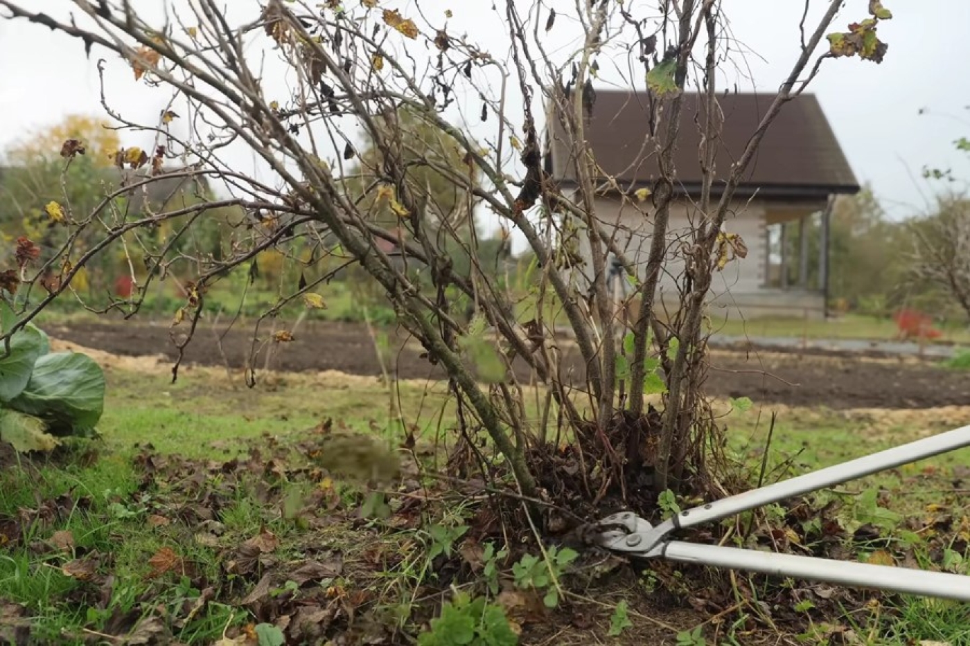 Посадка культур, обрезка, укрытие: какие работы еще стоит выполнить в саду и огороде до зимы