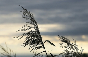 Погода 26 мая: дожди, местами грозы и до +24 °С