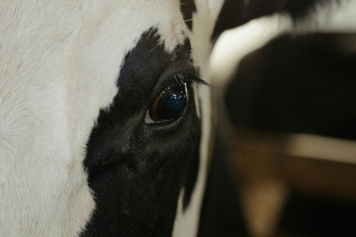 Бык напал на пожилого мужчину во время загона стада в Могилевском районе