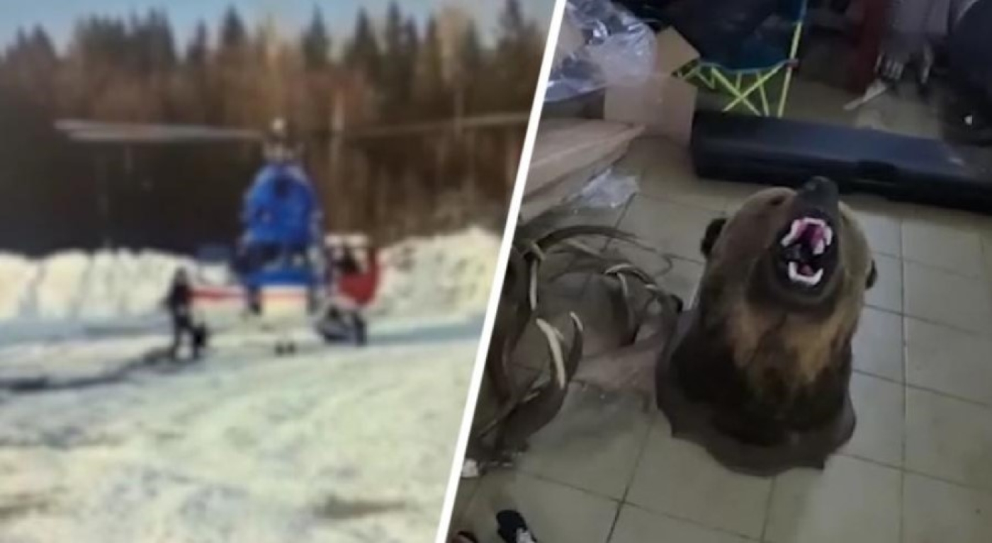 Охотились на медведя с вертолёта. На Витебщине задержали группу браконьеров