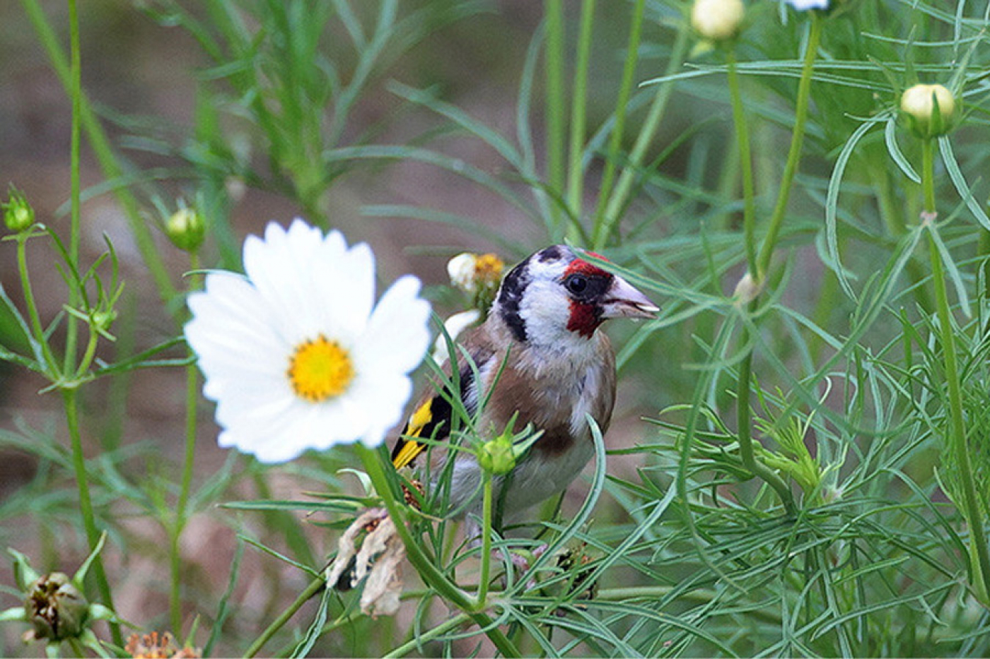 Похолодание, местами даже заморозки: какими будут первые дни календарной осени