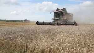 Белорусские аграрии намолотили 8 млн тонн зерна