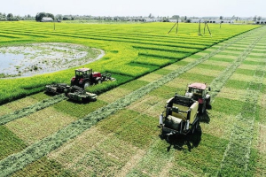Заготовка кормов и сев озимых культур