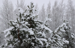 Заметет и заморозит. Белгидромет о погоде на ближайшую неделю