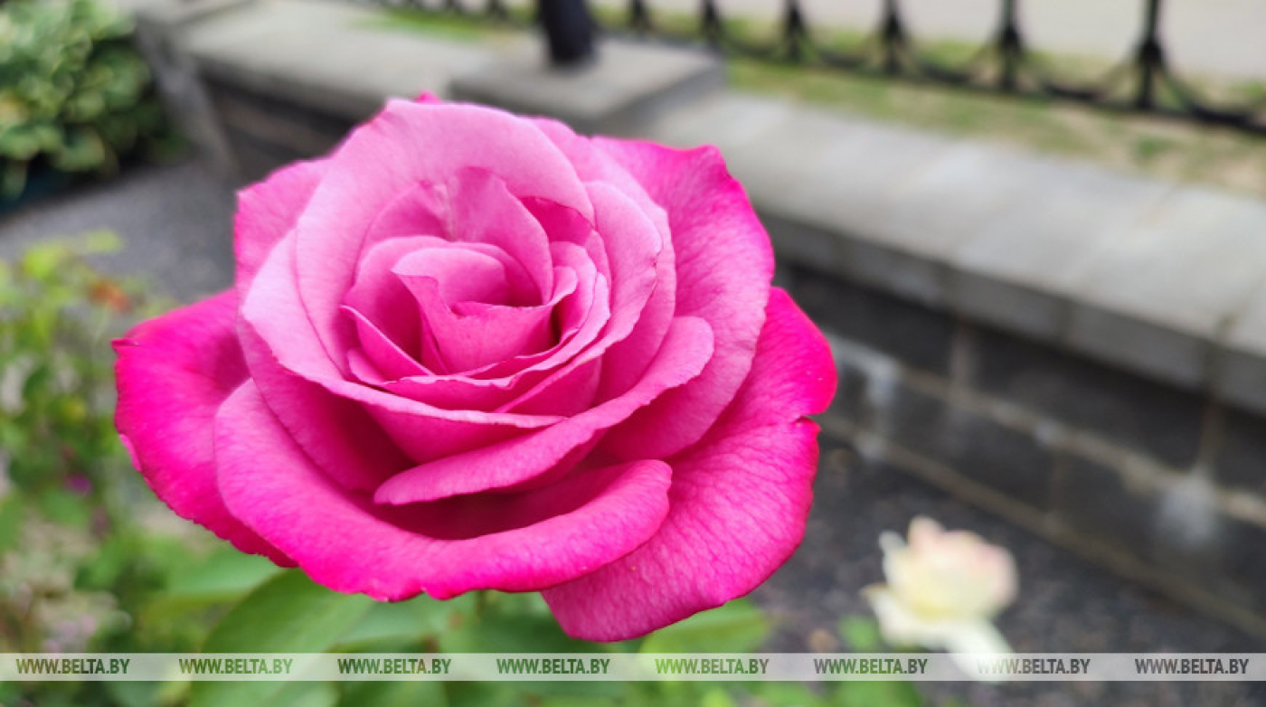 Небольшие кратковременные дожди и грозы прогнозируются сегодня в Беларуси