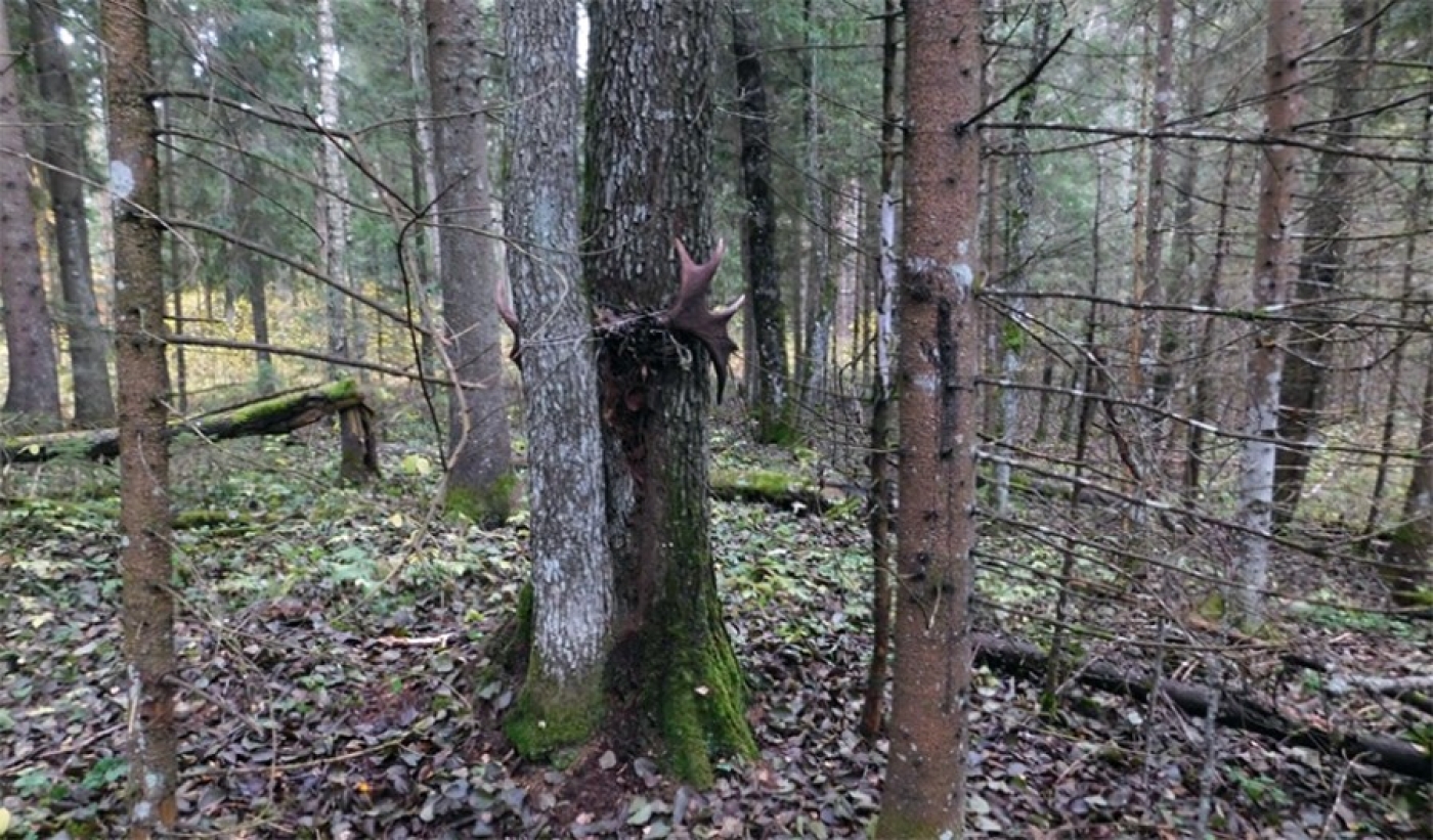 Незаконно добыл на охоте лося трофейного: прокуратура Березинского района поддержала гособвинение в суде