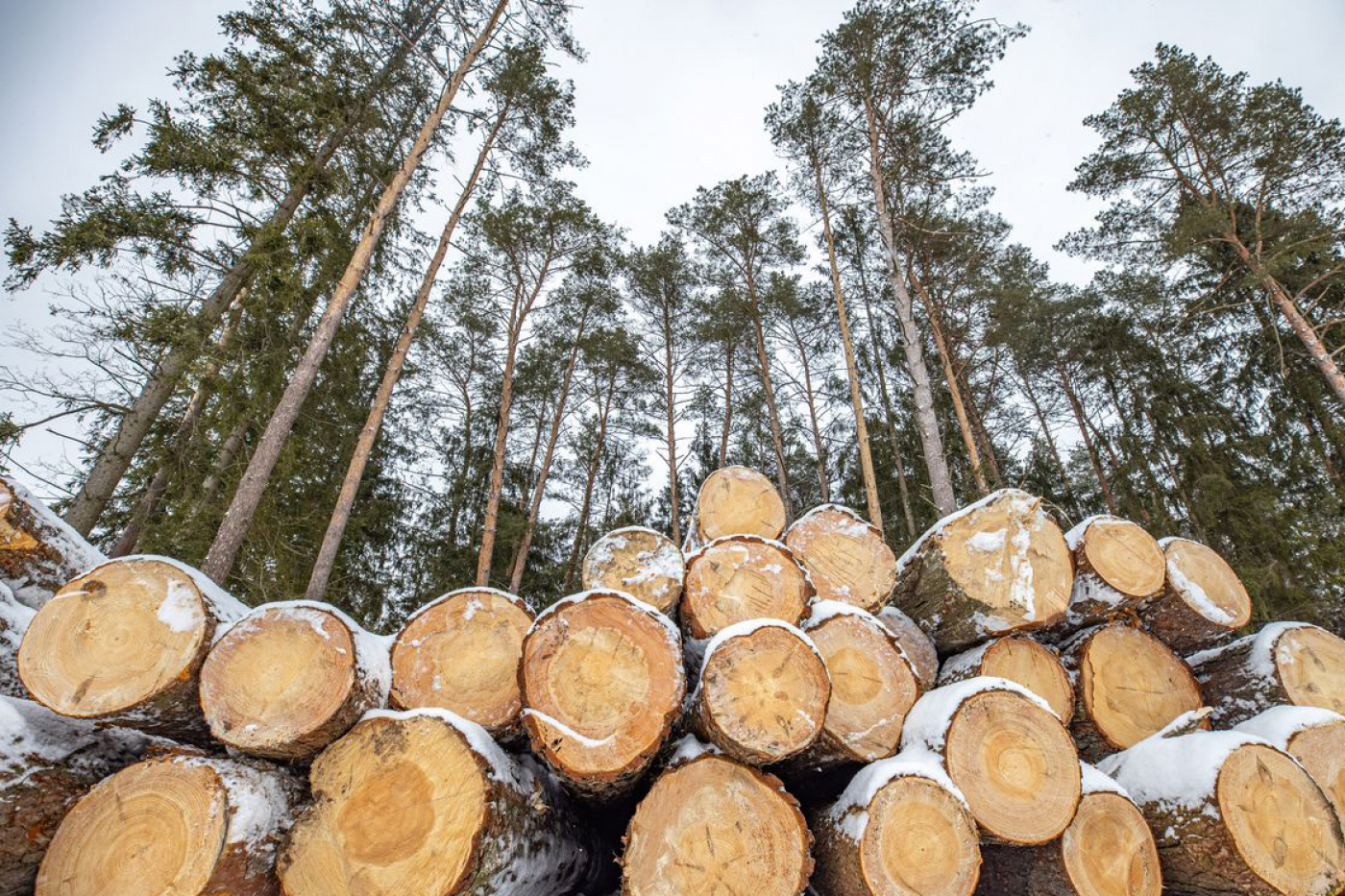 Потребность в древесине на корню