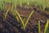 Белгидромет: холодная погода замедлила развитие сельхозкультур и отрастание многолетних трав