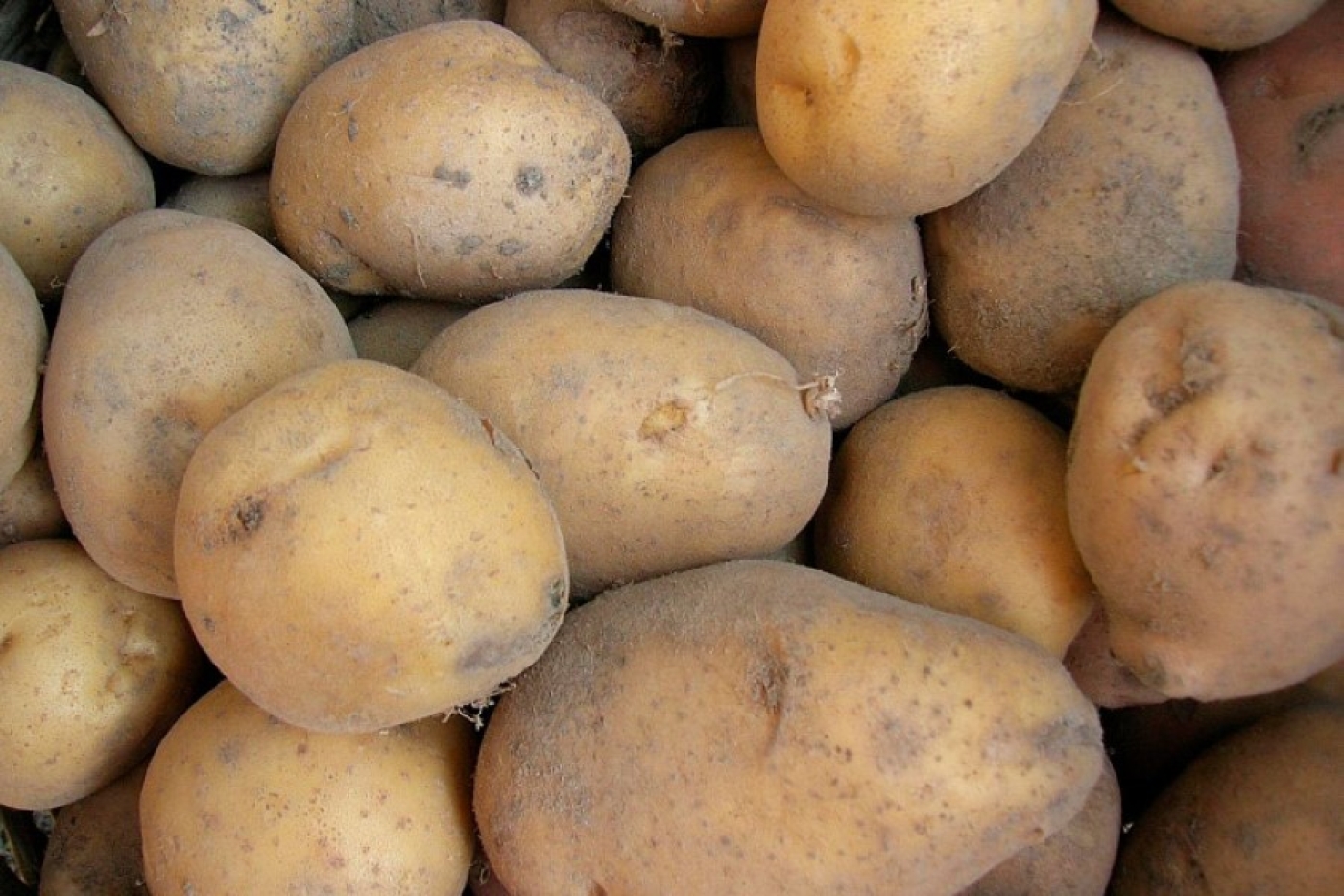 Готовим картошку к посадке: называем главные правила для большого урожая