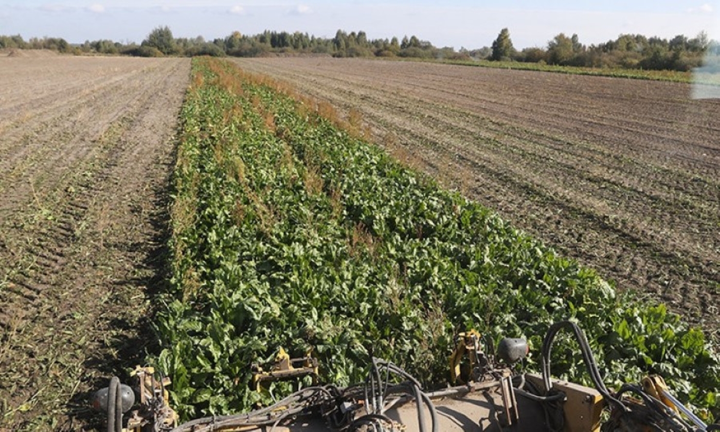 Свыше 3 млн тонн сахарной свеклы накопано в Беларуси