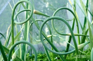 Озимый чеснок пустил стрелки. Когда и как их срезать для богатого урожая