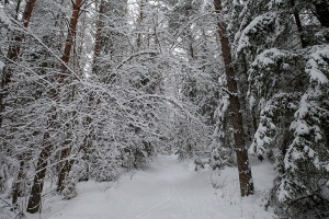 Сколько случаев незаконной рубки новогодних деревьев установила лесная охрана, рассказали в Минлесхозе