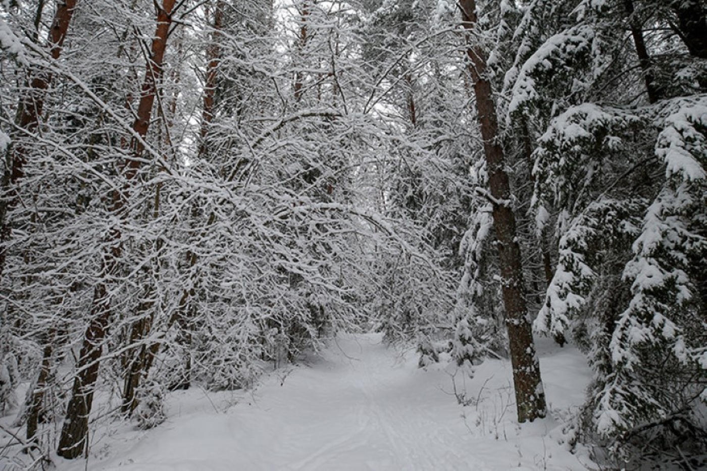 Сколько случаев незаконной рубки новогодних деревьев установила лесная охрана, рассказали в Минлесхозе