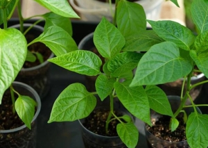 Полегла рассада перцев – почему так происходит и как ее спасти