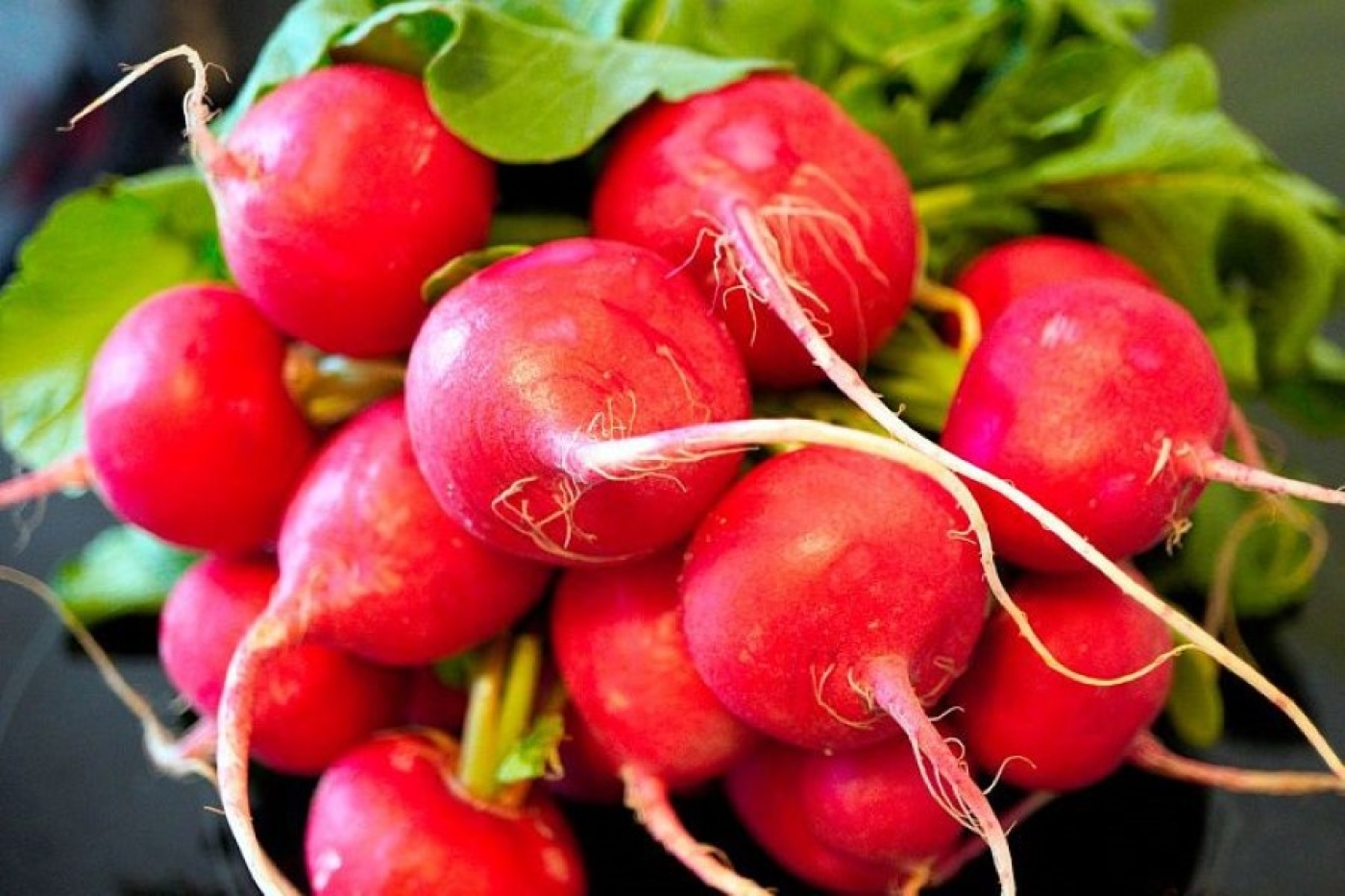 Лучший редис для Беларуси и России: эти сорта дадут богатый урожай