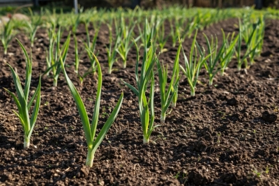 Вот что нужно сделать с чесноком, когда появятся ростки — не пожелтеет и нарастит зелень «лесом»