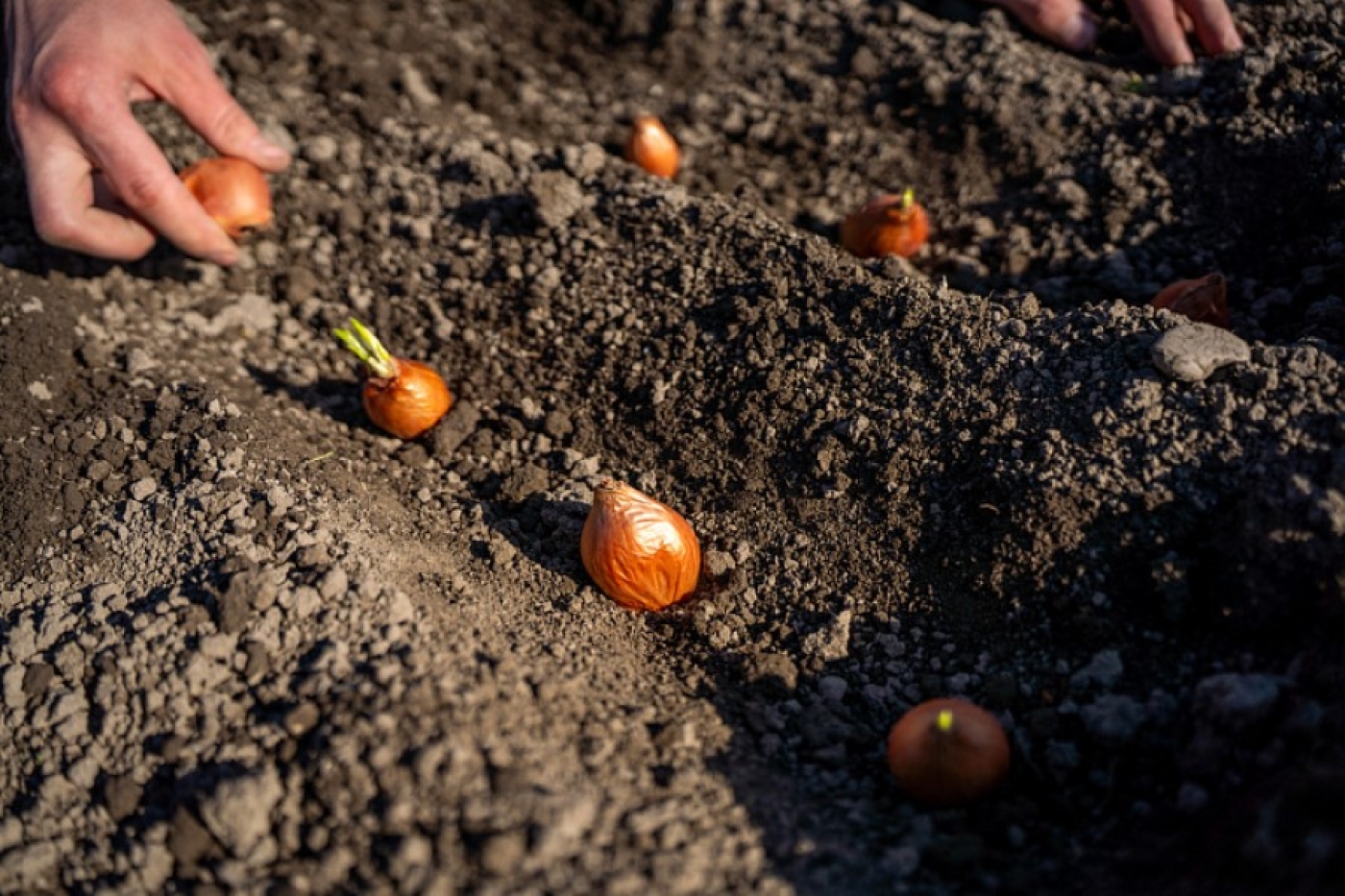 Посадка лука на зиму: как подготовить грядку – вот точная температура