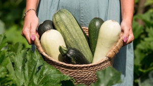 Когда высаживать кабачки в открытый грунт в мае и июне 2024 года