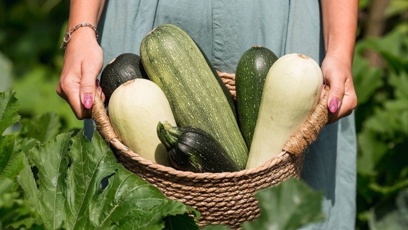 Когда высаживать кабачки в открытый грунт в мае и июне 2024 года