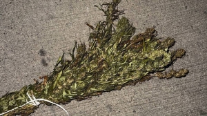 В пакете было более 740 г марихуаны. В Борисовском районе задержан мужчина за незаконное хранение наркотиков